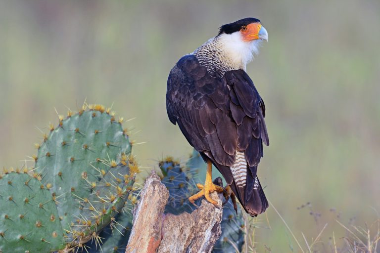 Terrific Texas Birds