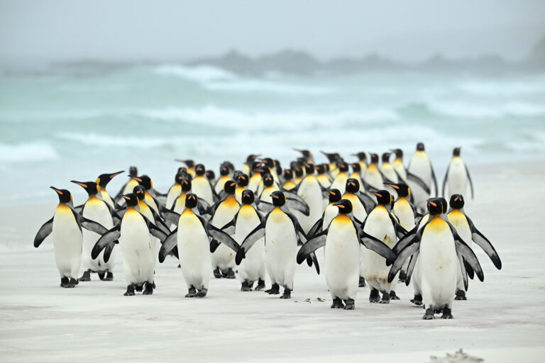 Fabulous Falklands